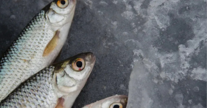 progetto senza titolo (37)