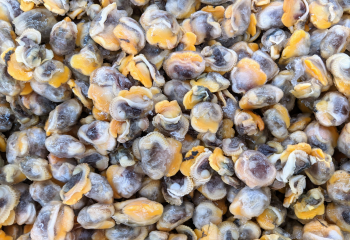 492972792 1248653090593175 5400453369189123488 n