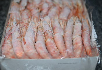 494116206 1253569473434870 5468999230724640964 n